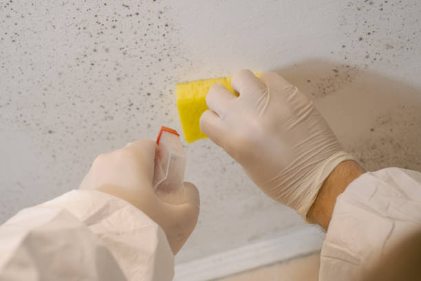 Biohazard Mold Removal in Marbury, AL