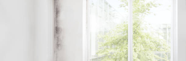 Best Basement Mold Removal  in Marbury, AL