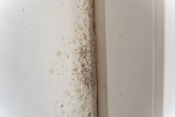 Best Biohazard Mold Removal  in Marbury, AL